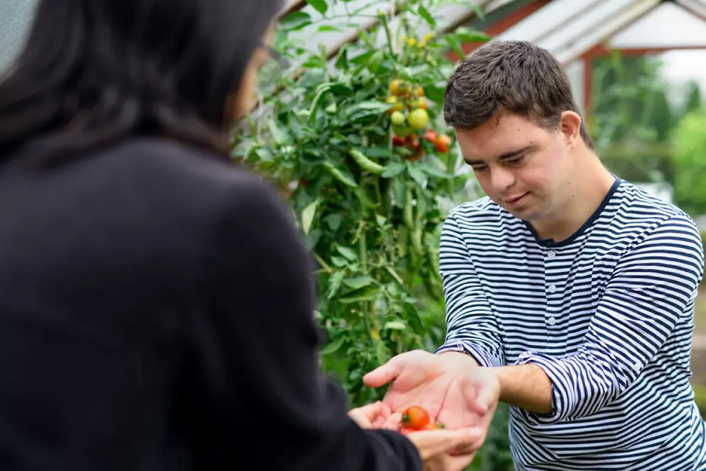 Ein Junge mit Down-Syndrom übergibt Tomaten in einem Gewächshaus an eine Frau